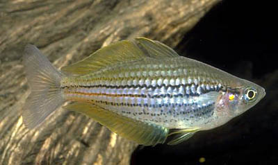 Melanotaenia papuae